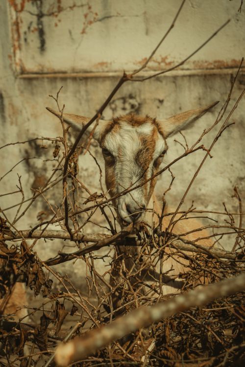 Free A goat peeks through dry branches against an old wall in a rustic outdoor setting. Stock Photo