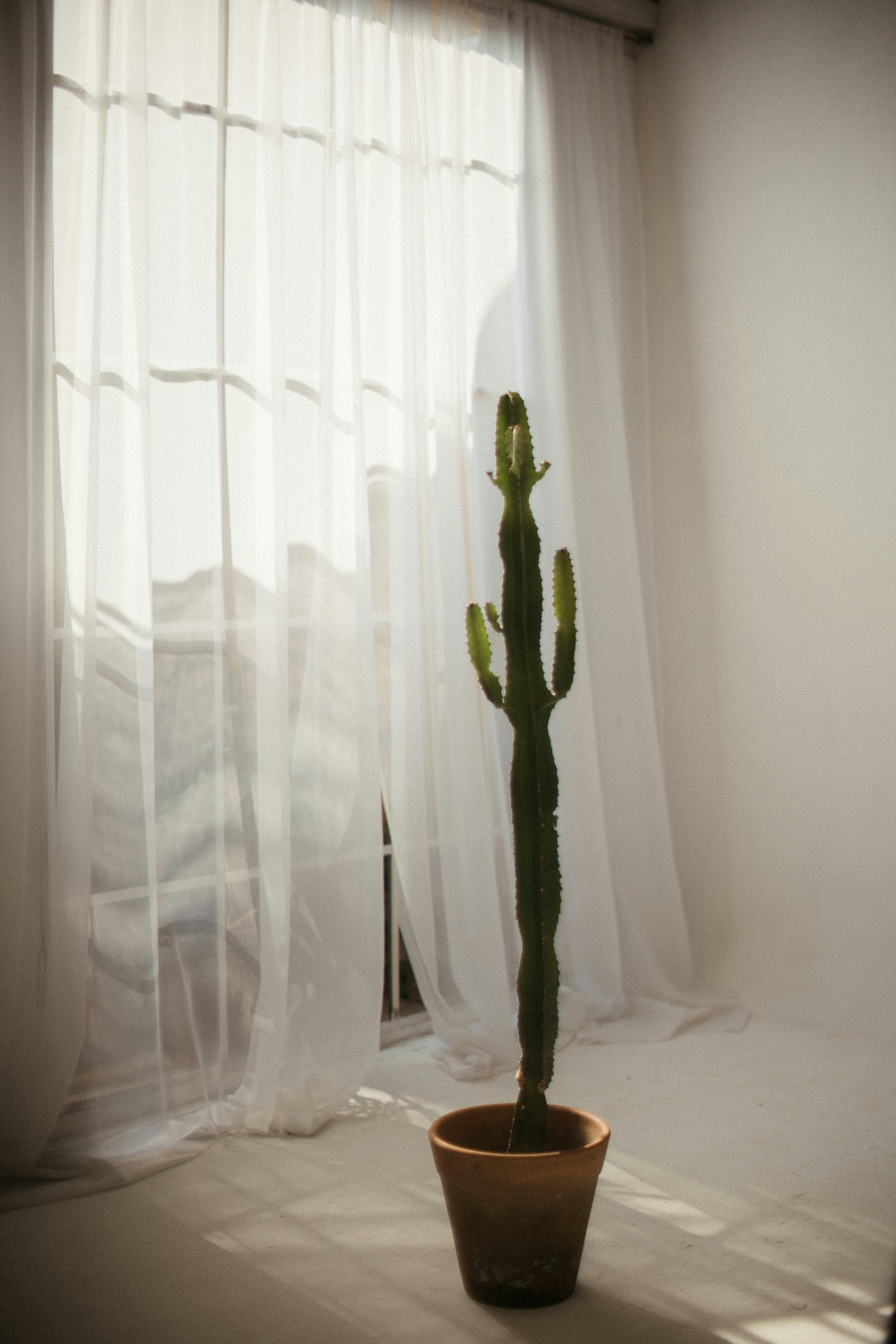 Bright and airy room with a tall potted cactus against soft white curtains.