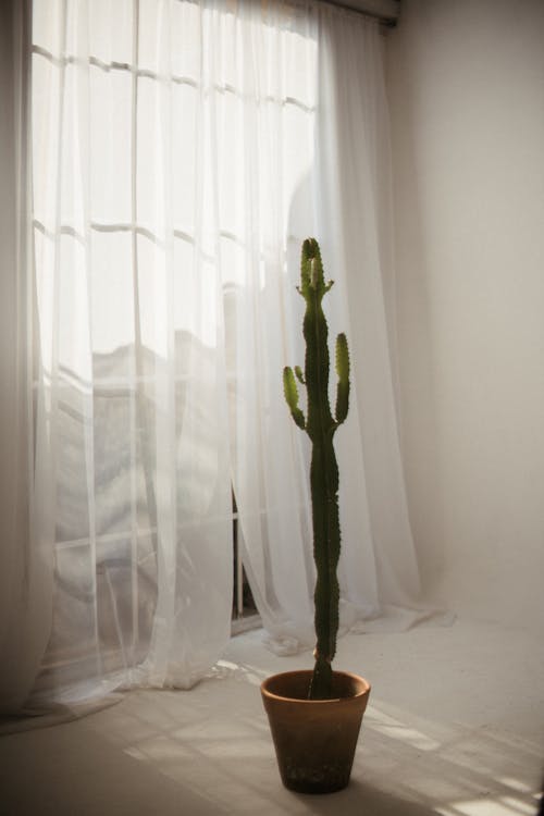 Potted Cactus in Apartment