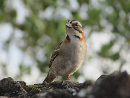 Small Bird in Nature