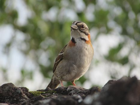 Rufous-collared Sparrow perched on a rock with blurred greenery background in Brazil.