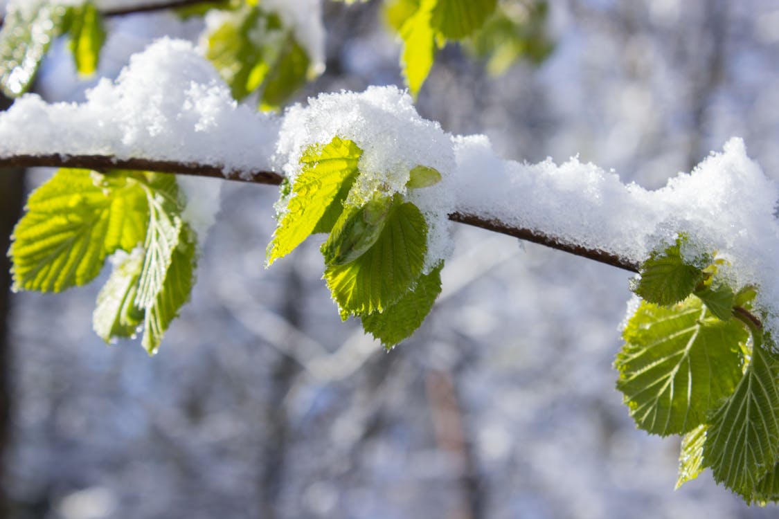 無料 昼間の枝の雪をかぶった葉 写真素材