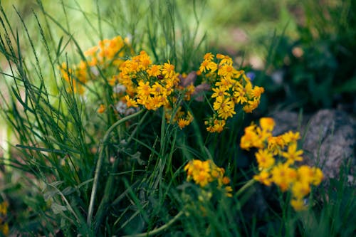 Yellow Flowers on Ground