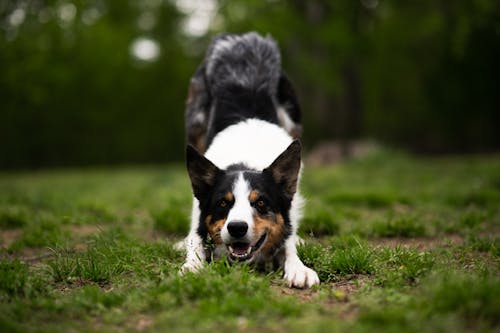 Border Collie Dog on Grass