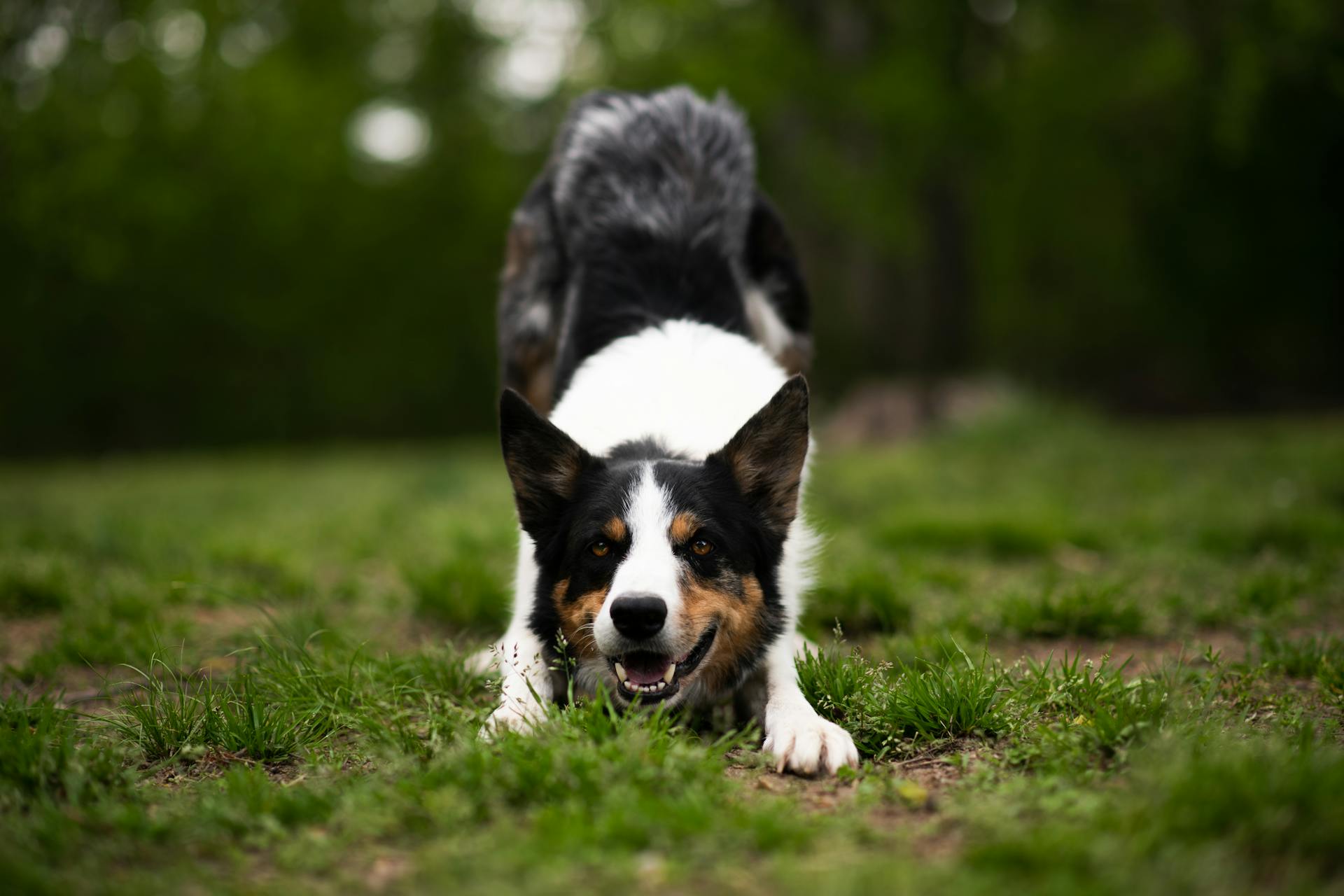 Border Collie Dog on Grass