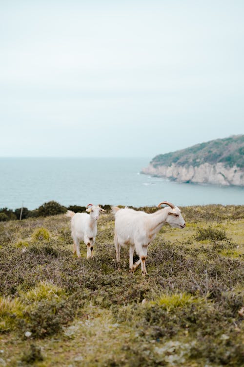 Goats on Grassland on Sea Shore