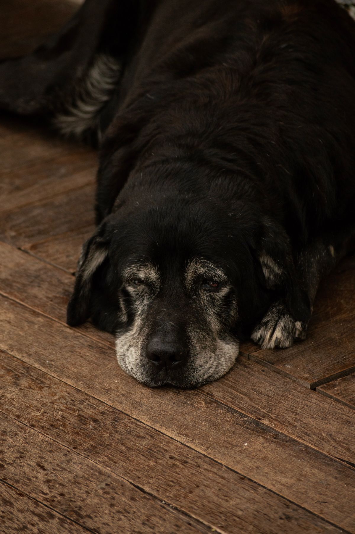 Inflammaging Nedir? Yaşlı Köpeklerde Kronik İnflamasyon Rehberi - Görsel 2