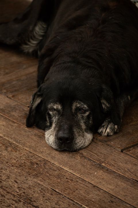 Rapamycin for Dog Aging & Canine Cognitive Dysfunction: What the TRIAD Trial Actually Shows in 2026