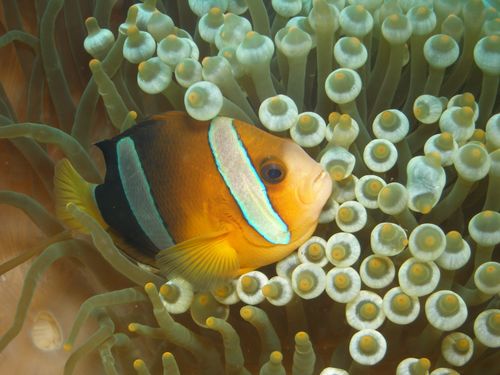 Free Colorful clownfish nestled in a vibrant sea anemone, showcasing marine life beauty. Stock Photo