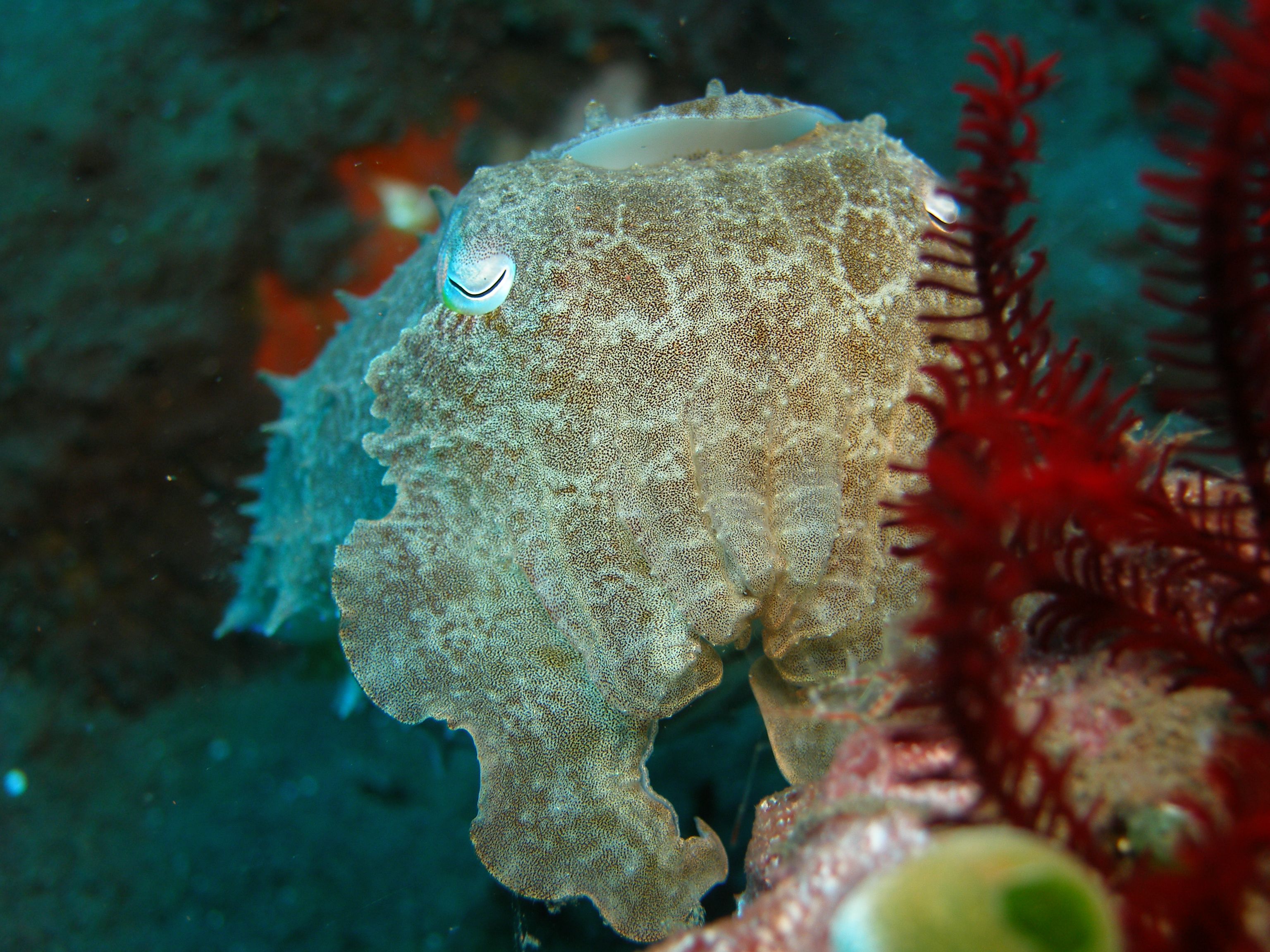 Cuttlefish matching sandy seafloor, demonstrating color-matching camouflage