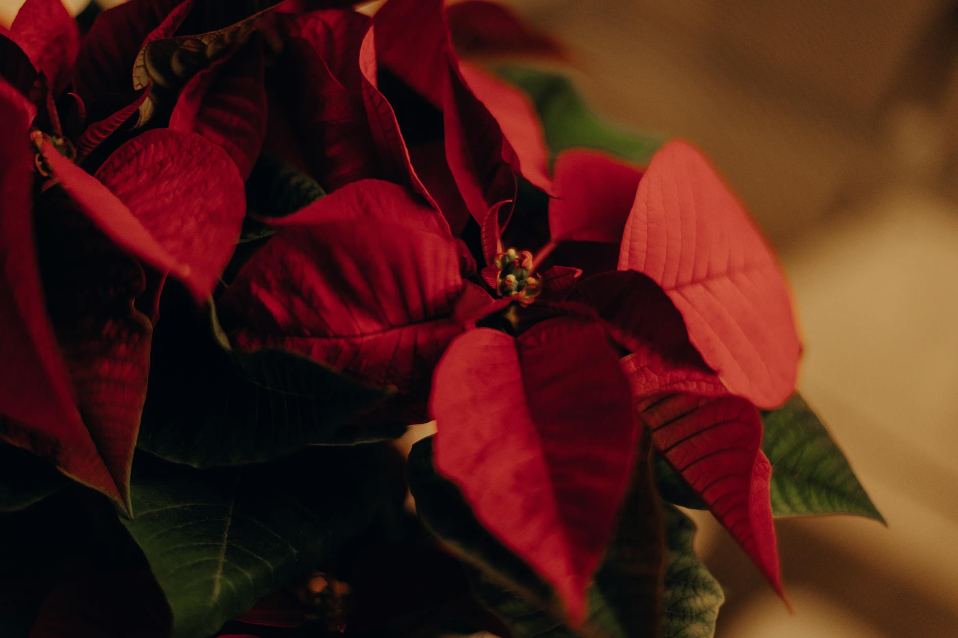 Detailed view of a vibrant red poinsettia plant highlighting its rich colors and textures.