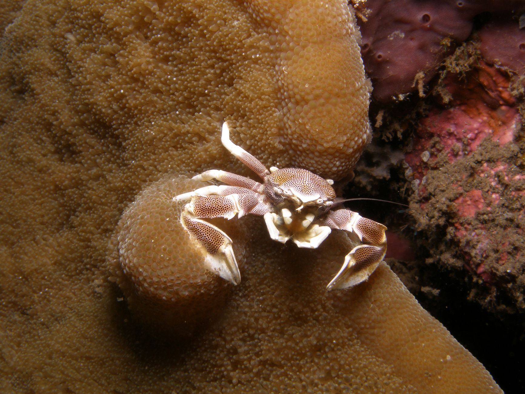 A porcelain crab rests on vibrant coral, showcasing marine biodiversity.