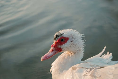 คลังภาพถ่ายฟรี ของ ริมทะเลสาบ, วันที่อากาศแจ่มใส, สีฟ้าลากูน