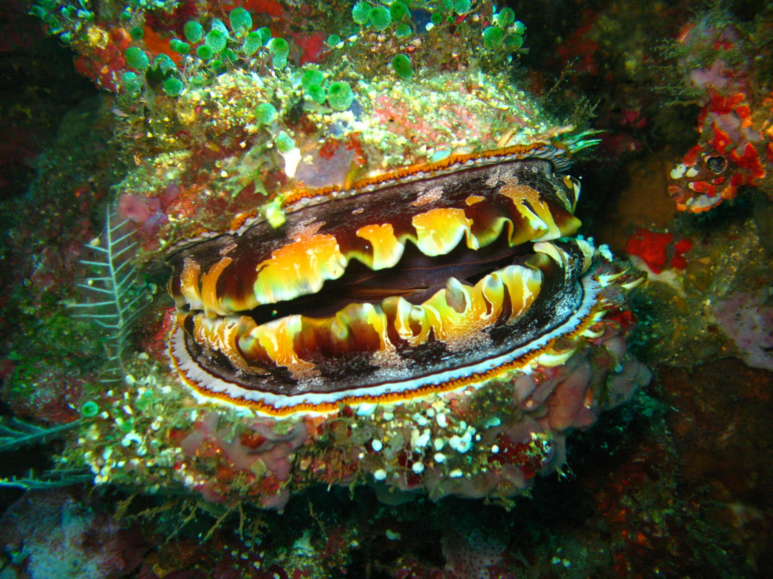 Marine Heatwaves Drive Mass Extinction Events for Key Antarctic Invertebrates