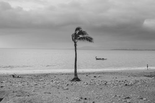 A Small Single Palm Tree on the Beach and a Boat on the Sea in Wind 