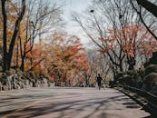 在首尔风景如画的公园里，宁静的秋日漫步在色彩缤纷的树叶中