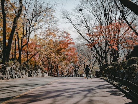 在首尔风景如画的公园里，宁静的秋日漫步在色彩缤纷的树叶中
