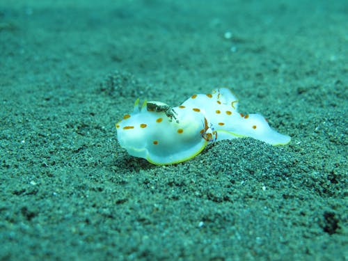 Immagine gratuita di animale, avvicinamento, lumaca di mare