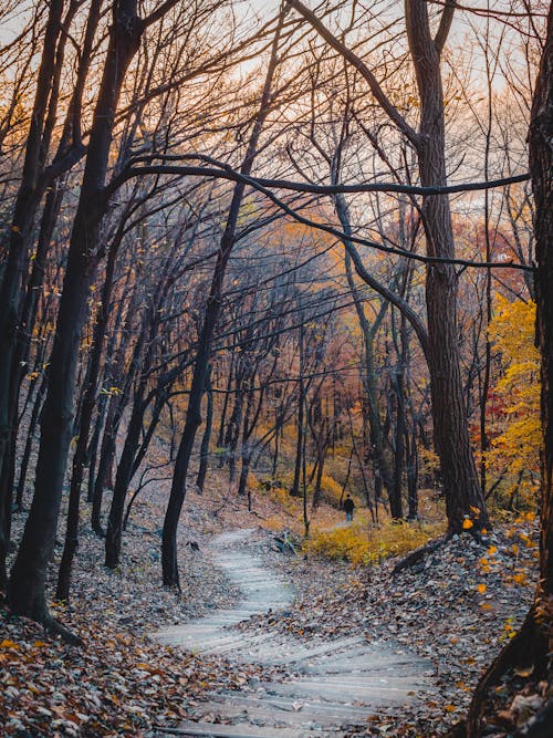 Personne Qui Marche Au Milieu Des Arbres Nus