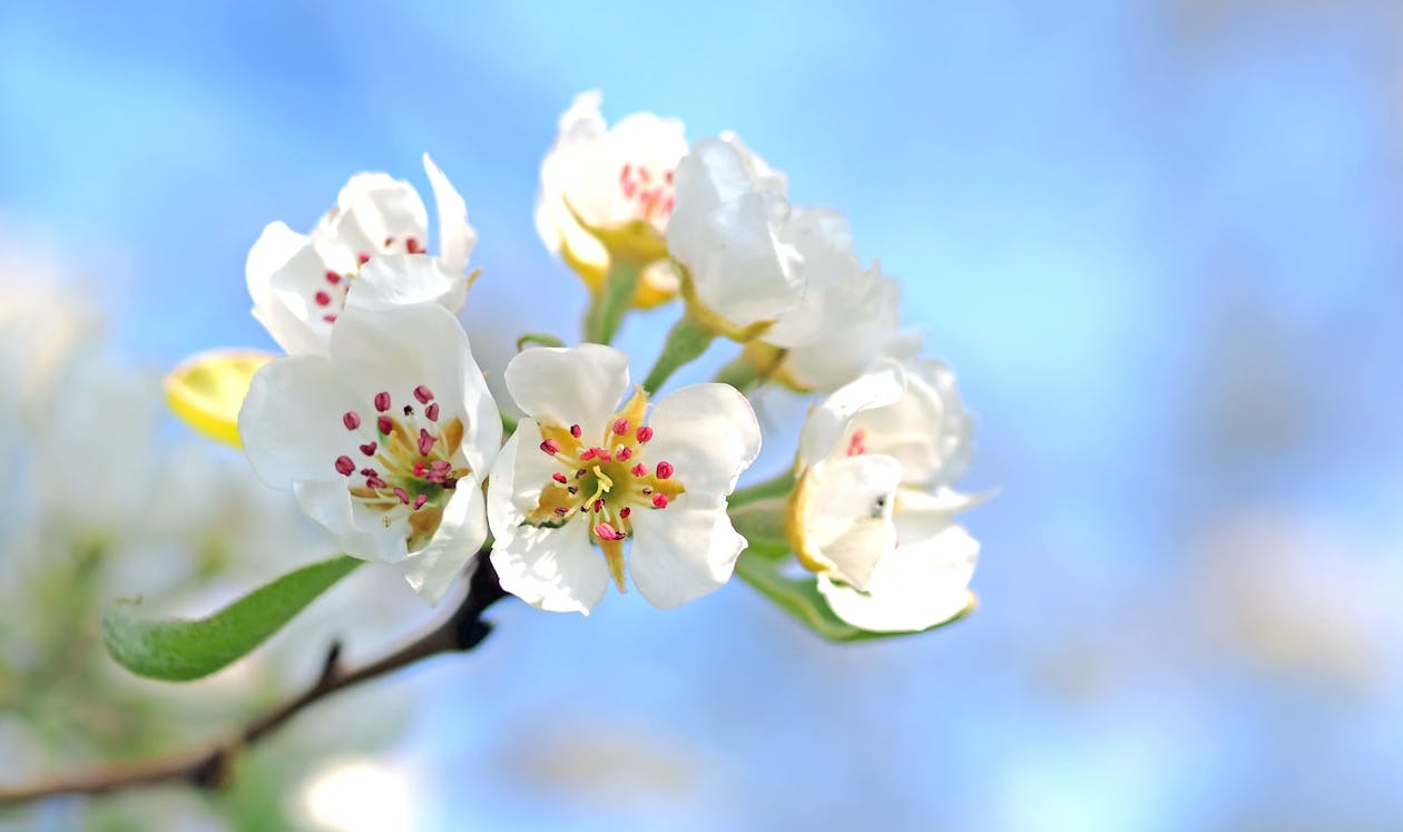 Free Closeup Photo of White Petaled Flowers Red and Yellow Stigma Stock Photo