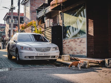 阳光明媚，迷人的城市小巷里，一辆汽车停着，一只猫在流浪