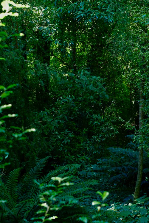 垂直拍攝, 天性, 森林 的 免費圖庫相片