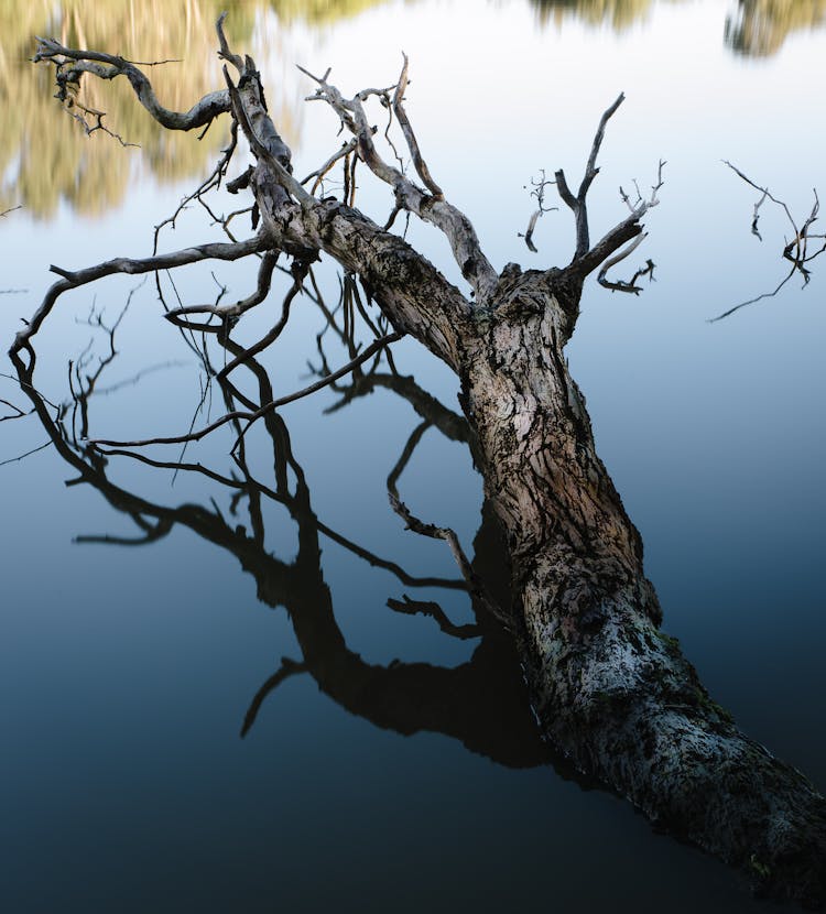 A Dry Tree Branch In The Water 