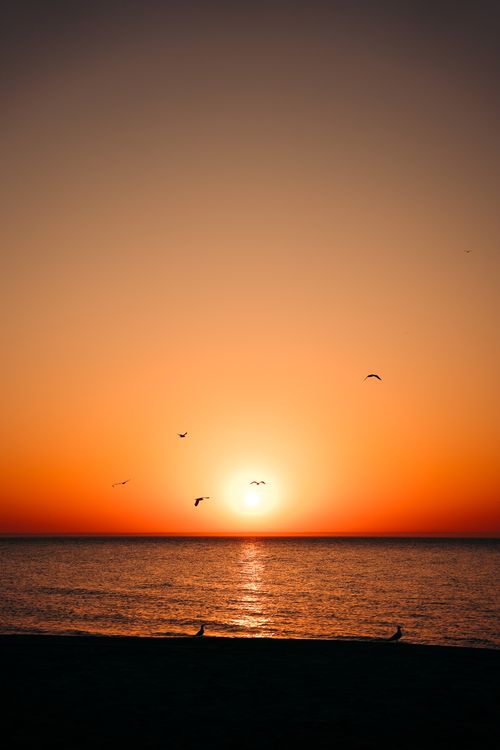 Silhouetted Beach and Birds over the Sea at Sunset · Free Stock Photo