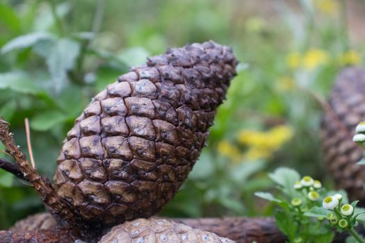 Free stock photo of autumn delights, autumnal details, botanical accents