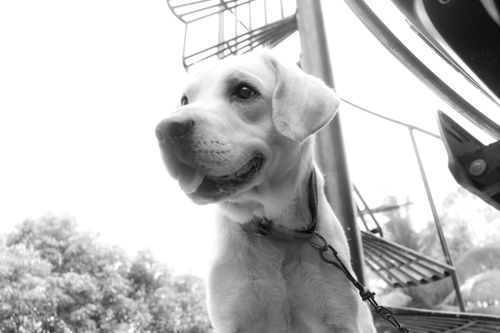 Free stock photo of animal care, animal lover, animals Stock Photo