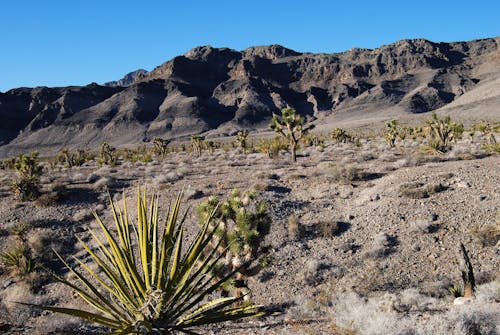 Cactus Plants on Arid Desert in USA