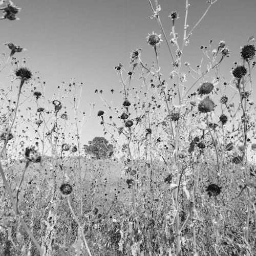 Black and White Picture of Wildflowers on a Field