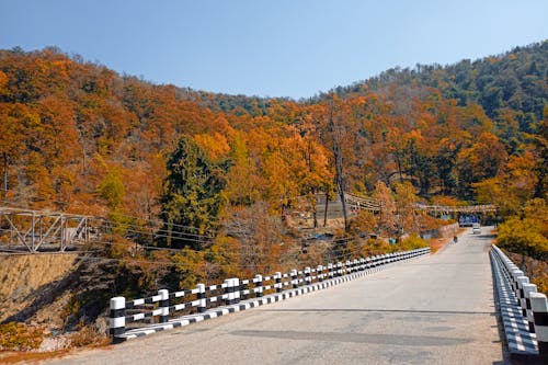 Chasing the Colors: Road Trips to See America’s Best Fall Foliage