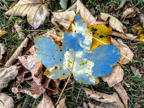 Fotobanka s bezplatnými fotkami na tému blues, jesenné listy, listy na jeseň