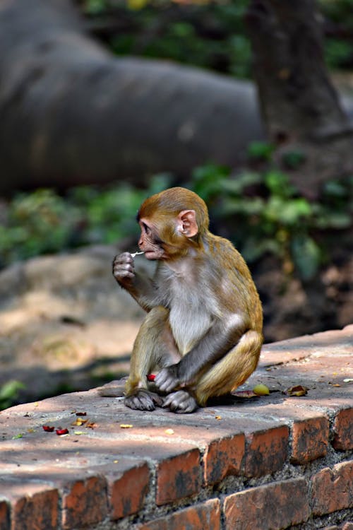 Close-up of a Baby Monkey Sitting on a Wall 