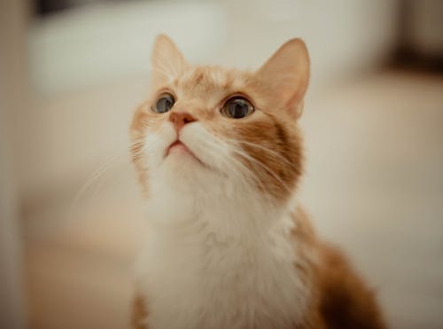 Close-up of a White and Orange Kitten 