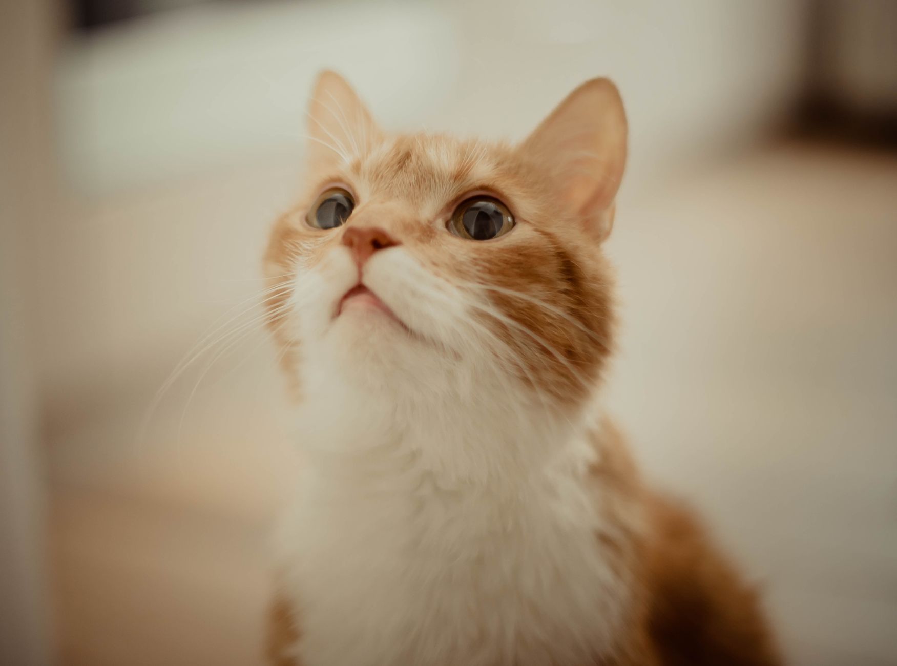 A cat undergoing diagnostic blood testing at a veterinary clinic