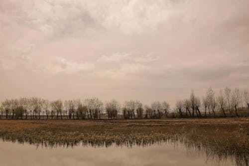 Бесплатное стоковое фото с болото, деревья, за городом