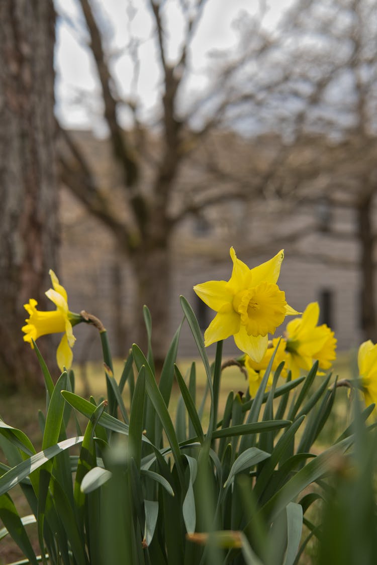 Close Up Of Yellow Daffodils