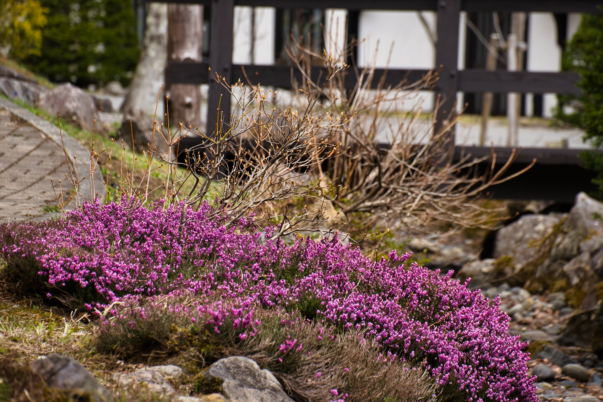 Vibrant purple heather flowers bloom in a garden setting with a rustic wooden bridge in the background.