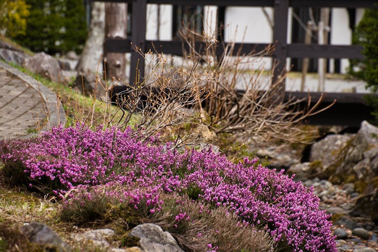 Purple Flowers In Garden