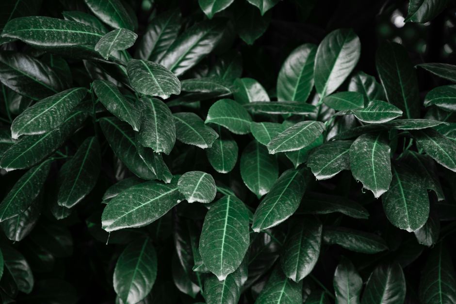 A vibrant close-up of dark green leaves showcasing nature's beauty.