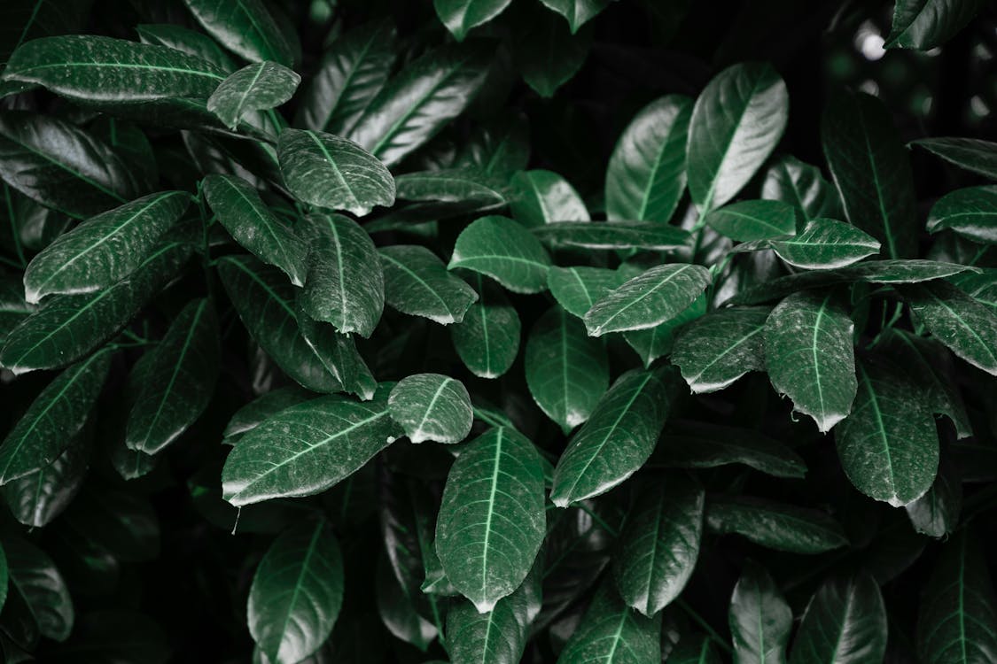 Close-Up Photo of Leaves