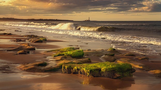 Golden sunset illuminating moss-covered rocks on a peaceful beach with waves and distant lighthouse.