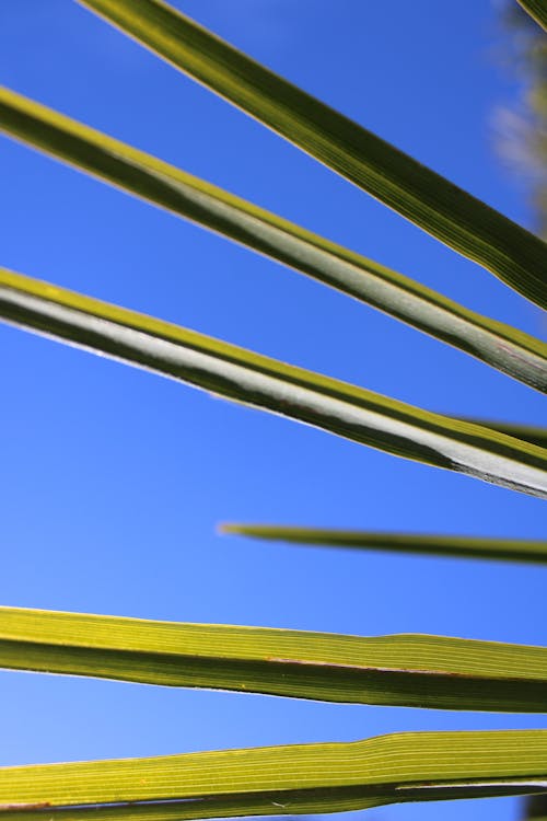 Foto d'estoc gratuïta de centelleig del sol, fulla de palma, natura