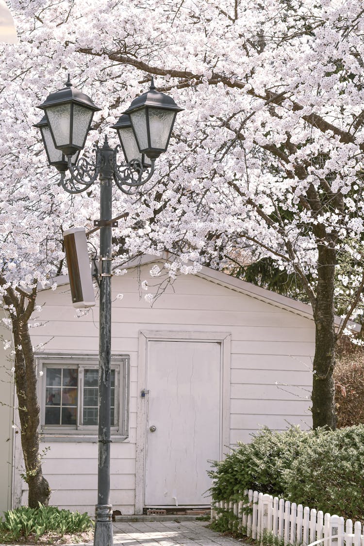 A Cherry Tree In Front Of A White House