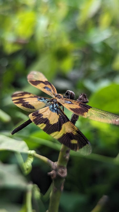 A Close-up of a Dragonfly
