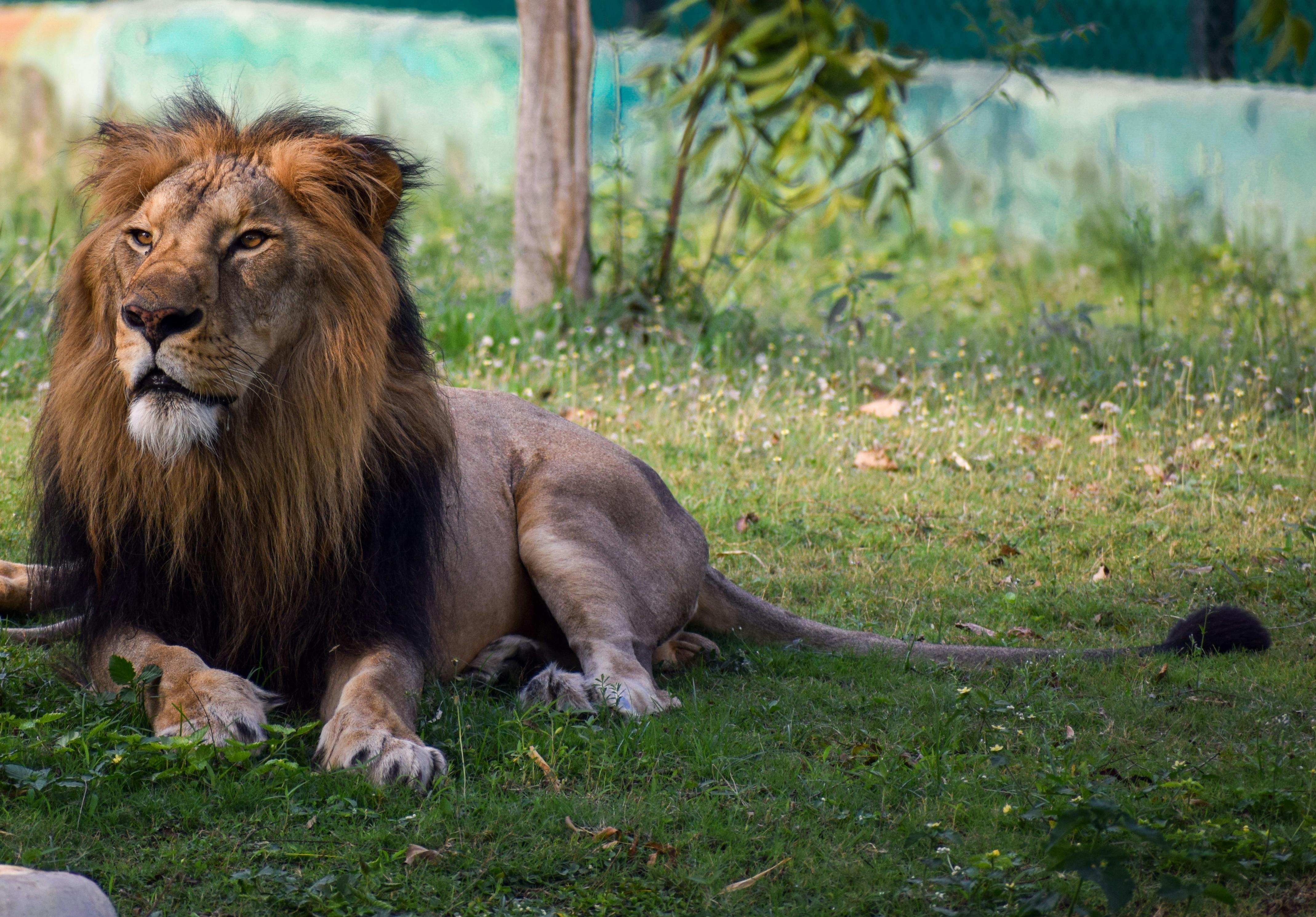 lion lying on the ground