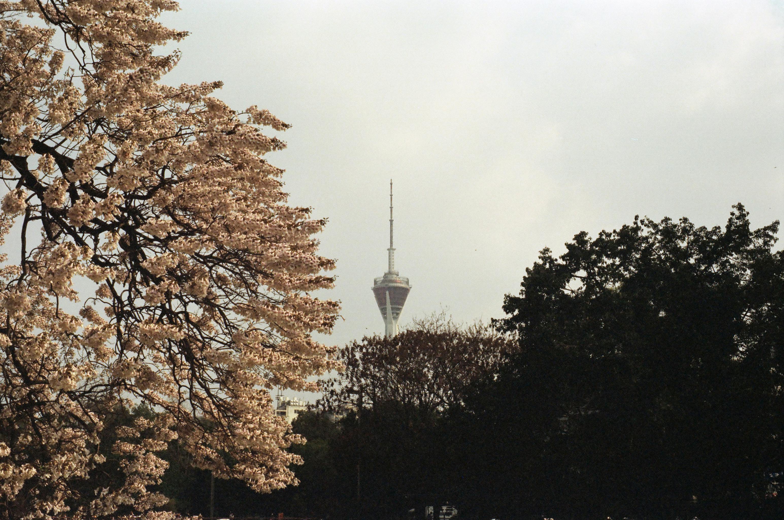 Telecommunication tower framed by blooming trees and greenery under an overcast sky.