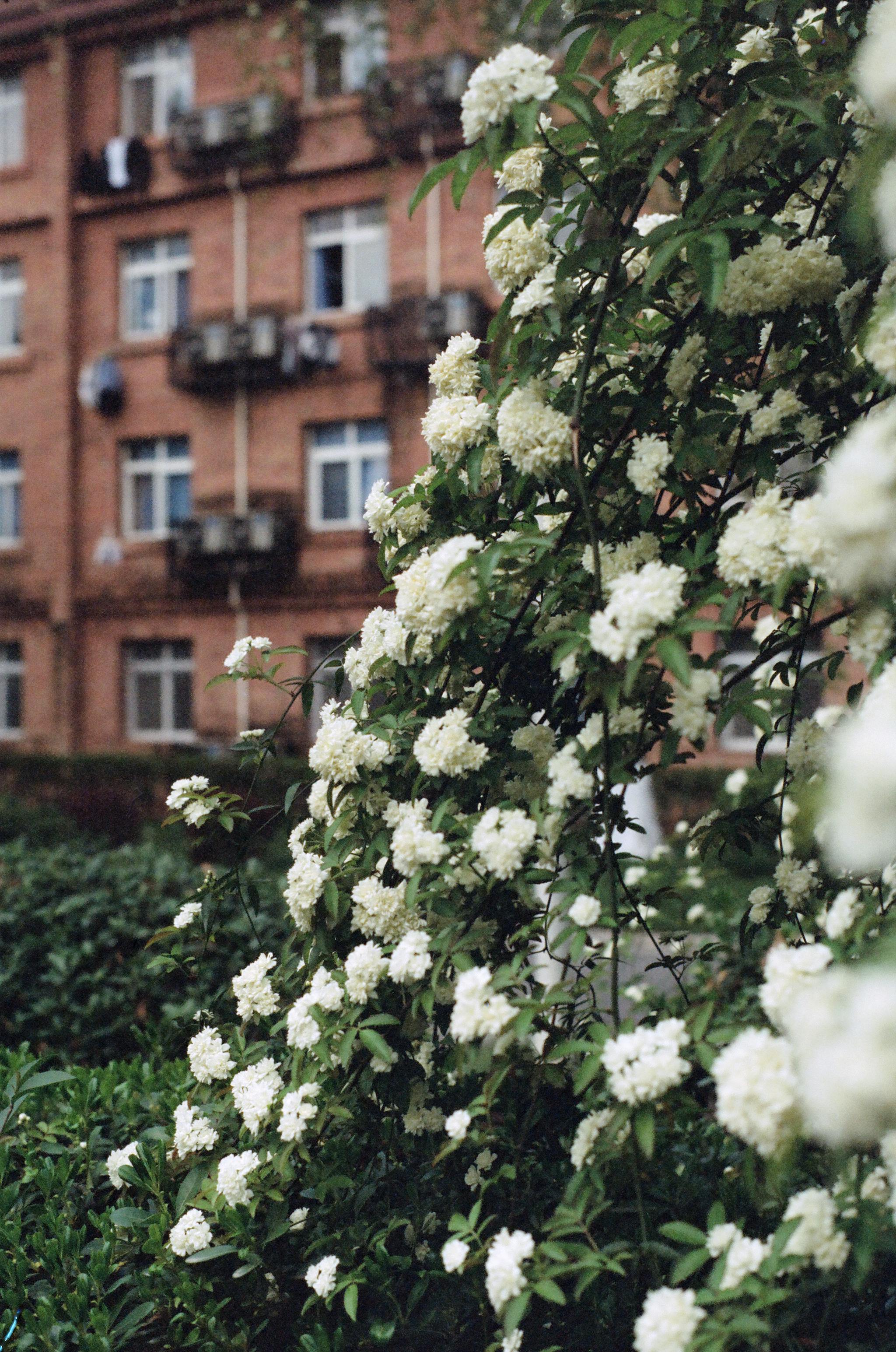 Close-up of white blooms in a city garden with a brick residential backdrop.